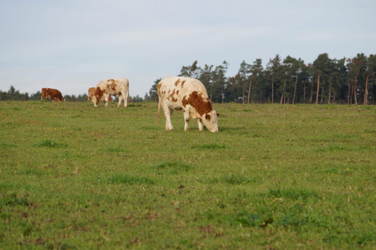 Rinder vom Bauernhof Kraft im hohen Gras